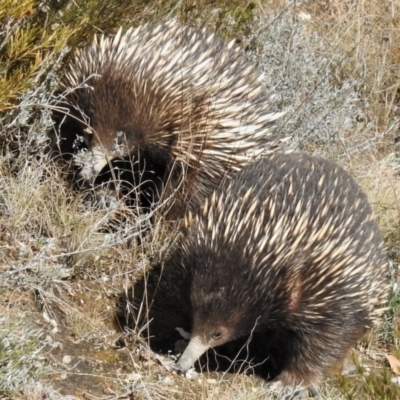 Tachyglossus aculeatus (Short-beaked Echidna) at Tennent, ACT - 28 Aug 2021 by JohnBundock