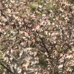 Leucopogon fletcheri subsp. brevisepalus (Twin Flower Beard-Heath) at Bruce Ridge to Gossan Hill - 28 Aug 2021 by goyenjudy