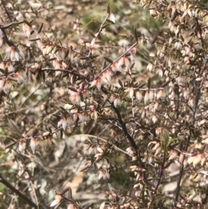 Styphelia fletcheri subsp. brevisepala at Bruce, ACT - 28 Aug 2021