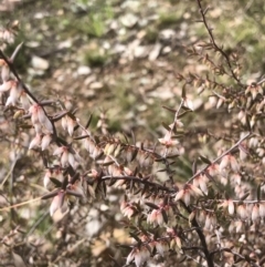 Styphelia fletcheri subsp. brevisepala at Bruce, ACT - 28 Aug 2021