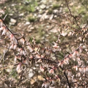 Styphelia fletcheri subsp. brevisepala at Bruce, ACT - 28 Aug 2021