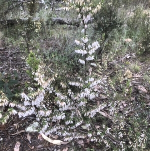 Styphelia fletcheri subsp. brevisepala at Bruce, ACT - 28 Aug 2021