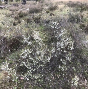 Styphelia fletcheri subsp. brevisepala at Bruce, ACT - 28 Aug 2021