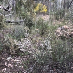 Styphelia fletcheri subsp. brevisepala at Bruce, ACT - 28 Aug 2021