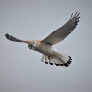 Falco cenchroides at Tharwa, ACT - 28 Aug 2021