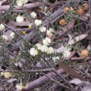 Acacia gunnii at Downer, ACT - 28 Aug 2021 01:09 PM