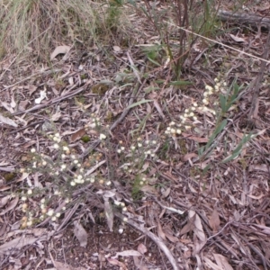 Acacia gunnii at Downer, ACT - 28 Aug 2021 01:09 PM