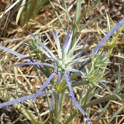 Eryngium ovinum (Blue Devil) at Hoover Reserve - 23 Nov 2019 by LD12