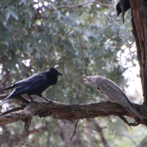 Podargus strigoides at Deakin, ACT - 28 Aug 2021