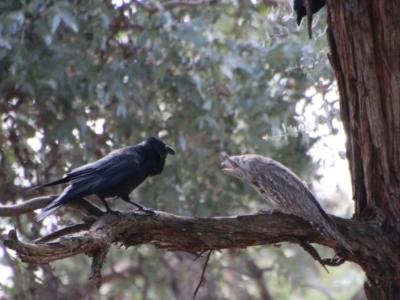 Podargus strigoides (Tawny Frogmouth) at Deakin, ACT - 28 Aug 2021 by LisaH