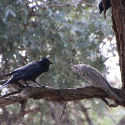 Podargus strigoides (Tawny Frogmouth) at Deakin, ACT - 28 Aug 2021 by LisaH