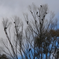 Podargus strigoides at Deakin, ACT - 28 Aug 2021