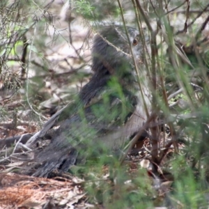 Podargus strigoides at Deakin, ACT - 28 Aug 2021 12:21 PM