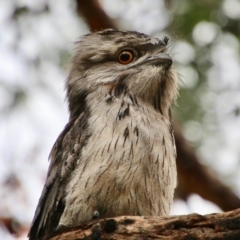 Podargus strigoides at Deakin, ACT - 28 Aug 2021 12:21 PM