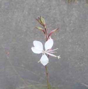 Oenothera lindheimeri at Turner, ACT - 3 Feb 2021