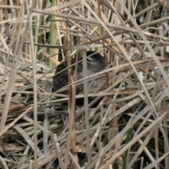 Anas superciliosa (Pacific Black Duck) at Forde, ACT - 28 Aug 2021 by TrishGungahlin