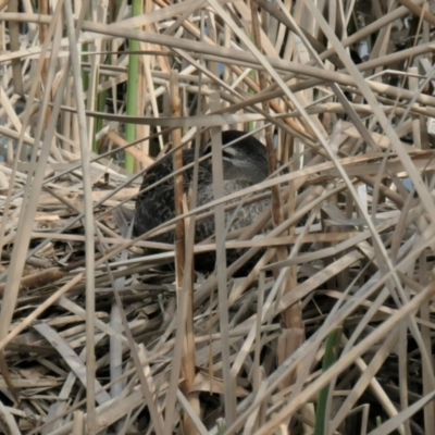 Anas superciliosa (Pacific Black Duck) at Yerrabi Pond - 28 Aug 2021 by TrishGungahlin