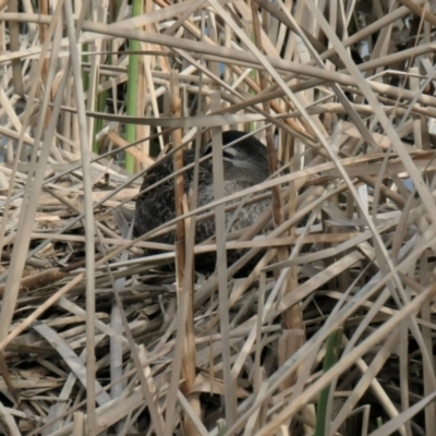 Anas superciliosa (Pacific Black Duck) at Forde, ACT - 28 Aug 2021 by TrishGungahlin