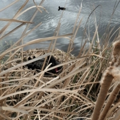 Cygnus atratus (Black Swan) at Yerrabi Pond - 28 Aug 2021 by TrishGungahlin