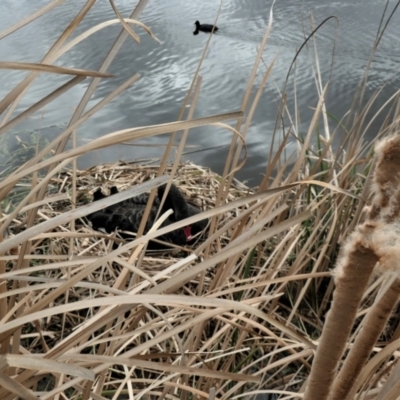 Cygnus atratus (Black Swan) at Gungahlin, ACT - 28 Aug 2021 by TrishGungahlin