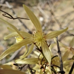 Clematis leptophylla (Small-leaf Clematis, Old Man's Beard) at Gigerline Nature Reserve - 28 Aug 2021 by JohnBundock