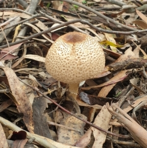 Chlorophyllum/Macrolepiota sp. (genus) at Paddys River, ACT - 23 May 2020 11:36 AM