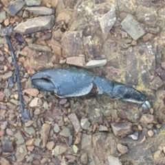 Cherax destructor (Common Yabby) at Percival Hill - 1 Aug 2021 by LD12