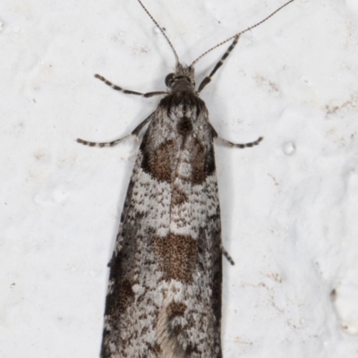 Lepidoscia heliochares (Lepidoscia heliochares) at Melba, ACT - 6 Aug 2021 by kasiaaus