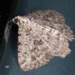 Psilosticha absorpta at Melba, ACT - 8 Aug 2021