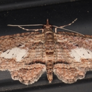 Chloroclystis filata at Melba, ACT - 9 Aug 2021