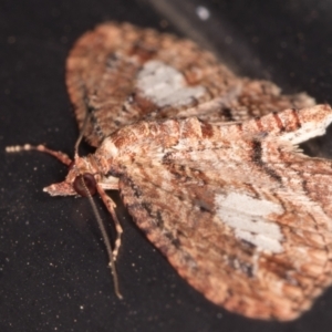 Chloroclystis filata at Melba, ACT - 9 Aug 2021 01:16 AM