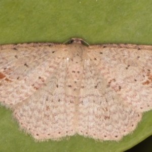 Epicyme rubropunctaria at Melba, ACT - 9 Aug 2021 01:15 AM