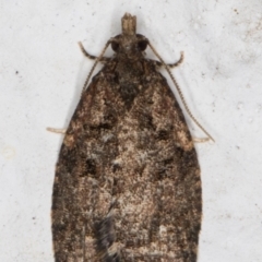 Tortricinae (subfamily) (A tortrix moth) at Melba, ACT - 9 Aug 2021 by kasiaaus