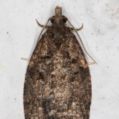 Tortricinae (subfamily) (A tortrix moth) at Melba, ACT - 10 Aug 2021 by kasiaaus