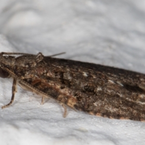 Tortricinae (subfamily) at Melba, ACT - 10 Aug 2021