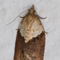 Epiphyas postvittana (Light Brown Apple Moth) at Melba, ACT - 9 Aug 2021 by kasiaaus