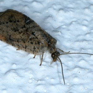 Drepanacra binocula at Ainslie, ACT - 25 Aug 2021