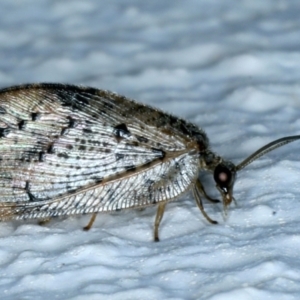 Drepanacra binocula at Ainslie, ACT - 25 Aug 2021