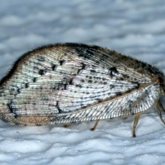 Drepanacra binocula at Ainslie, ACT - 25 Aug 2021