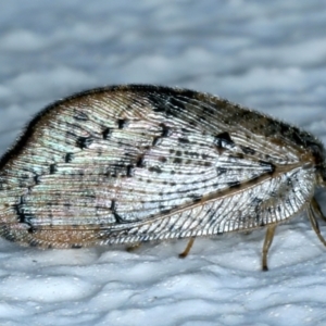 Drepanacra binocula at Ainslie, ACT - 25 Aug 2021