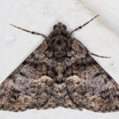 Gastrinodes argoplaca (Cryptic Bark Moth) at Melba, ACT - 11 Aug 2021 by kasiaaus