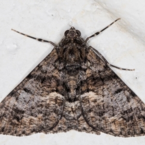 Gastrinodes argoplaca at Melba, ACT - 12 Aug 2021