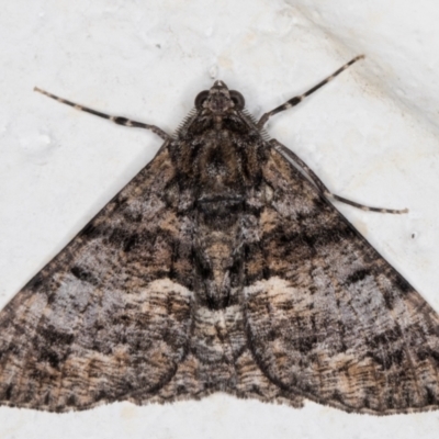 Gastrinodes argoplaca (Cryptic Bark Moth) at Melba, ACT - 11 Aug 2021 by kasiaaus