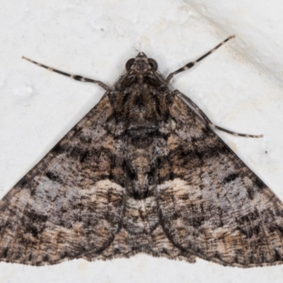 Gastrinodes argoplaca (Cryptic Bark Moth) at Melba, ACT - 12 Aug 2021 by kasiaaus