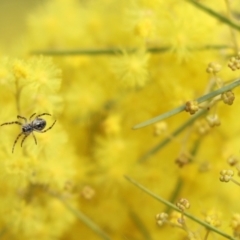 Araneus hamiltoni (Hamilton's Orb Weaver) at Mount Painter - 28 Aug 2021 by Tammy