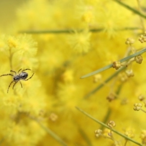 Araneus hamiltoni at Cook, ACT - 28 Aug 2021