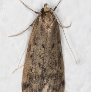 Oecophoridae provisional group 5 at Melba, ACT - 15 Aug 2021 01:16 AM