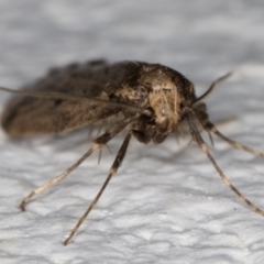 Oecophoridae provisional group 5 at Melba, ACT - 15 Aug 2021