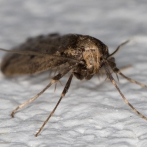 Oecophoridae provisional group 5 at Melba, ACT - 15 Aug 2021 01:16 AM