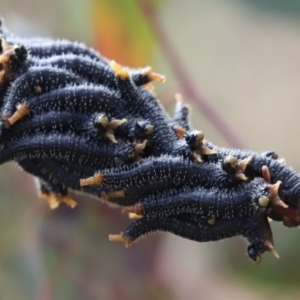 Perga sp. (genus) at Cook, ACT - 28 Aug 2021